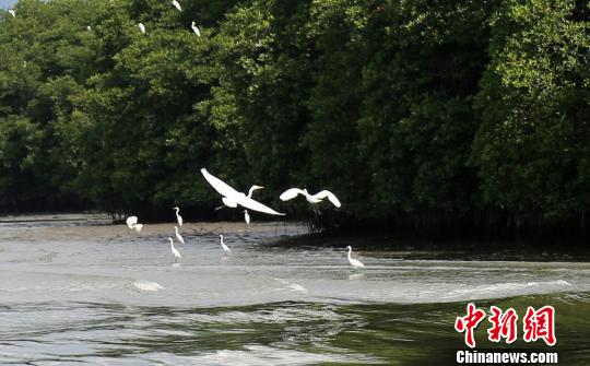 旅游名城三亚大力修复生态引来“候鸟纷飞”