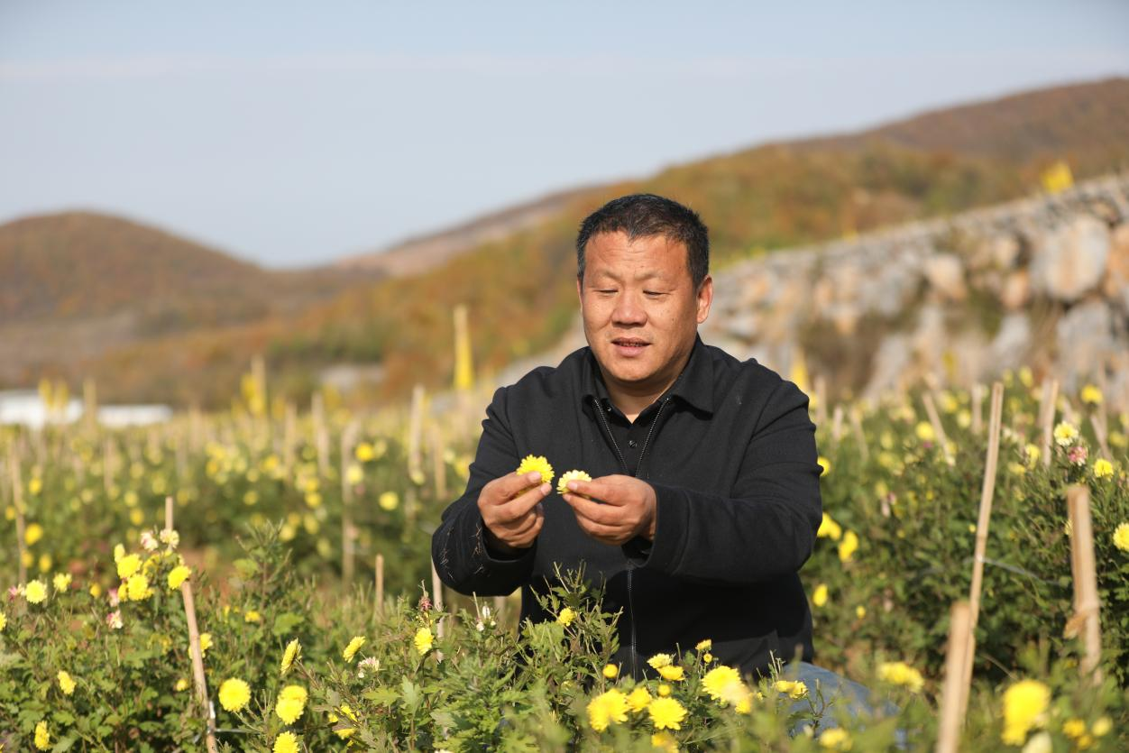 河南内乡：一朵花成就一片金黄“大产业”